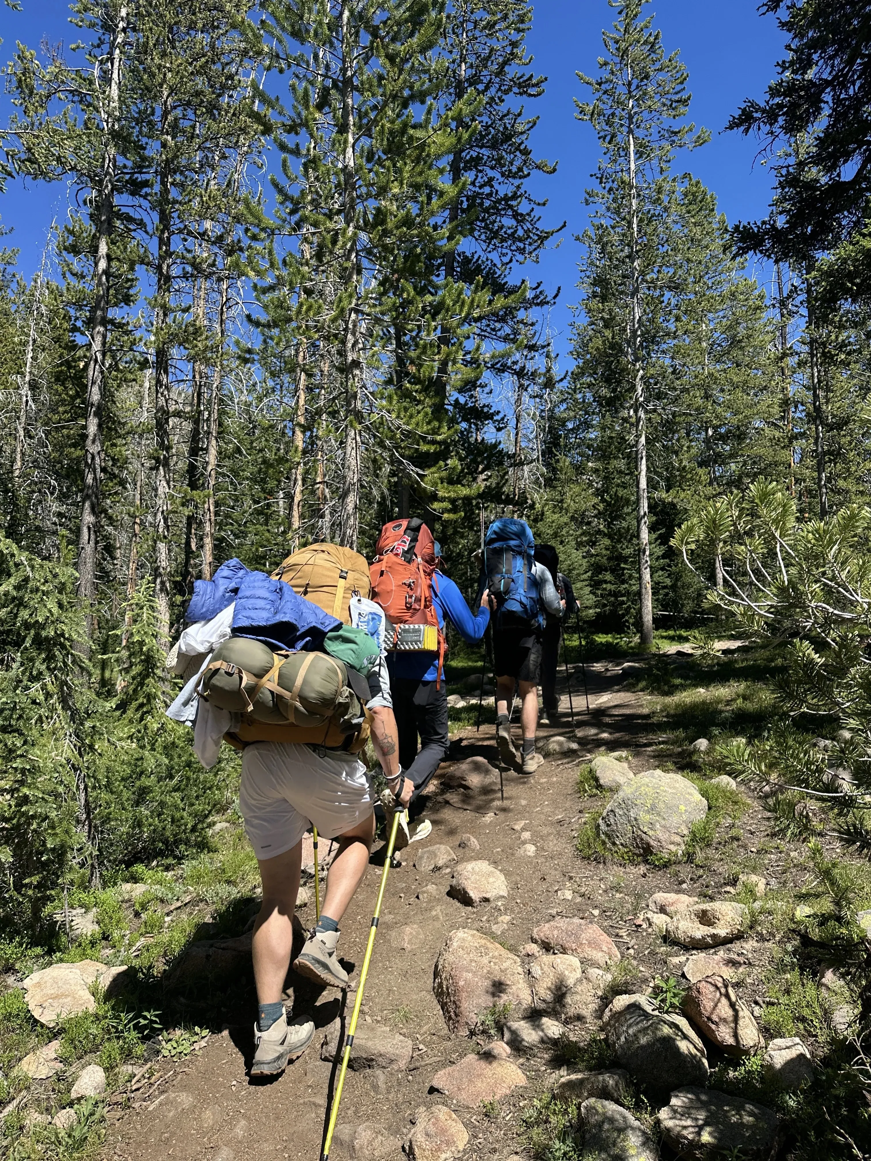 Backpackers hiking uphill through a pine forest